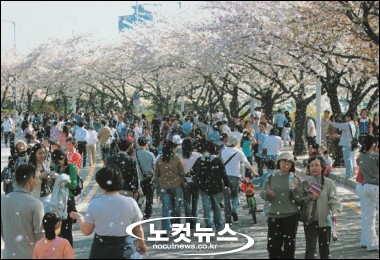 여의도 오늘부터 벚꽃축제