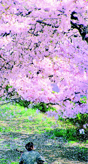 일본의 봄은 핑크다