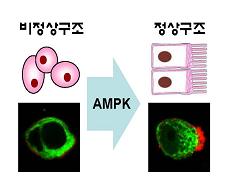 AMPK유전자 `항암기능` 발견