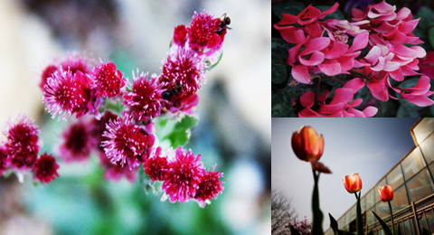 봄기운 받은 식물원… 야생화들 꽃망울 터트리네