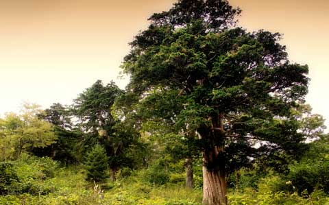 1400년을 살아온 신비한 나무… 주목(朱木)