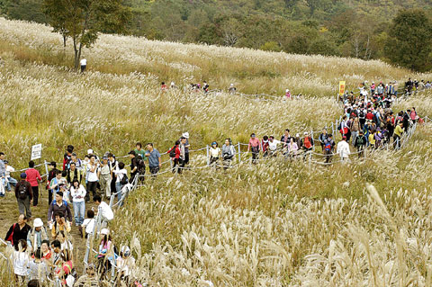 명성산 정상 20여만㎡ 억새로 뒤덮이다