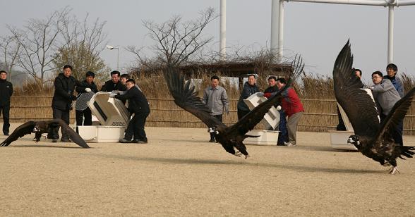 (포토)금호화학계열사, 순천만서 야생조류 방생