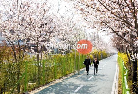 개나리 재잘재잘 벚꽃 도란도란… 웃음이 절로 납니다