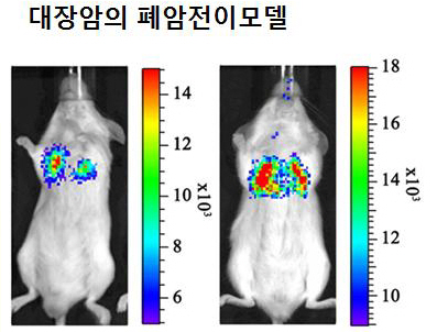 `빛나는 박테리아`로 암 진단·치료 동시에 한다