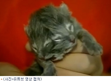 (VOD)머리 둘 달린 새끼 고양이 탄생 ''시선집중''