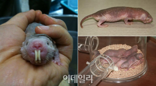서울 어린이대공원, 징그러운거야 ? 귀여운거야 ? `벌거숭이 두더지쥐'' 공개