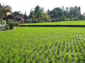 `밀` 다음은 `쌀`?..국제 쌀값 폭등 조짐