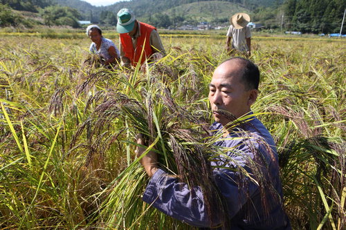 ‘적토미’ 한가마 200만원 ‘최고 쌀’로 부활
