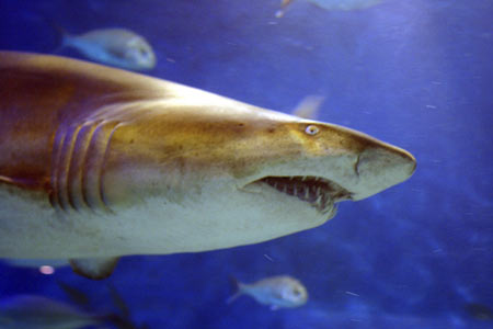 [와글와글 클릭]식인상어, 도심출몰..주민들 `혼비백산`