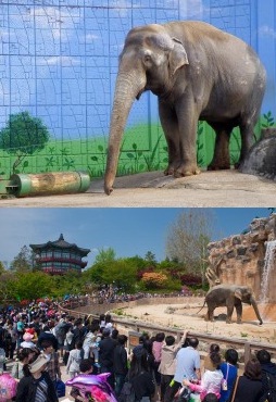 `오랜 독신생활 탓`..어린이대공원 코끼리 `태산` 숨져