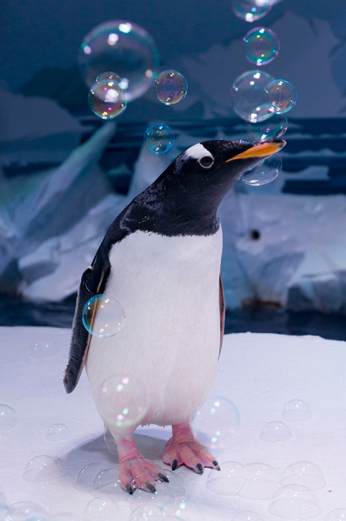  젠투 펭귄 "런던 물 먹은지 1년.."