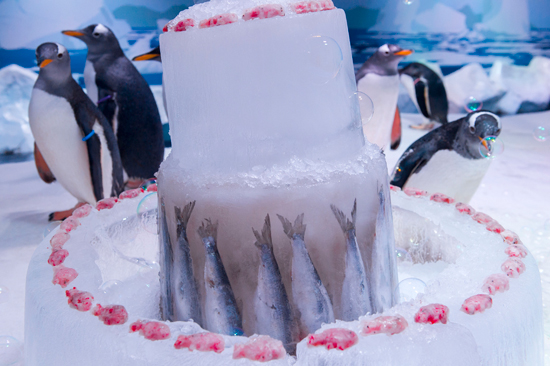  `아이스 생선 케이크` 선물 받은 젠투 펭귄