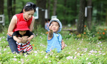 정선 함백산야생화축제 28일부터 열린다