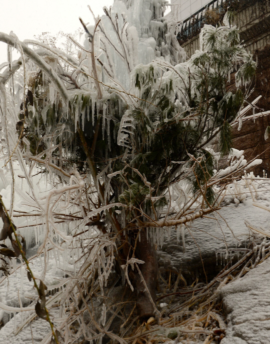  얼음나무 고드름                                                                                                                                                                                  