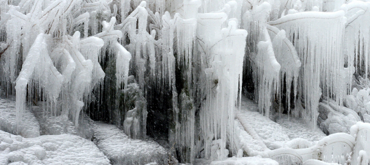  얼음나무에 매달린 고드름                                                                                                                                                                         