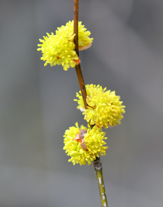 [포토] 한려해상국립공원의 봄...노란 생강꽃