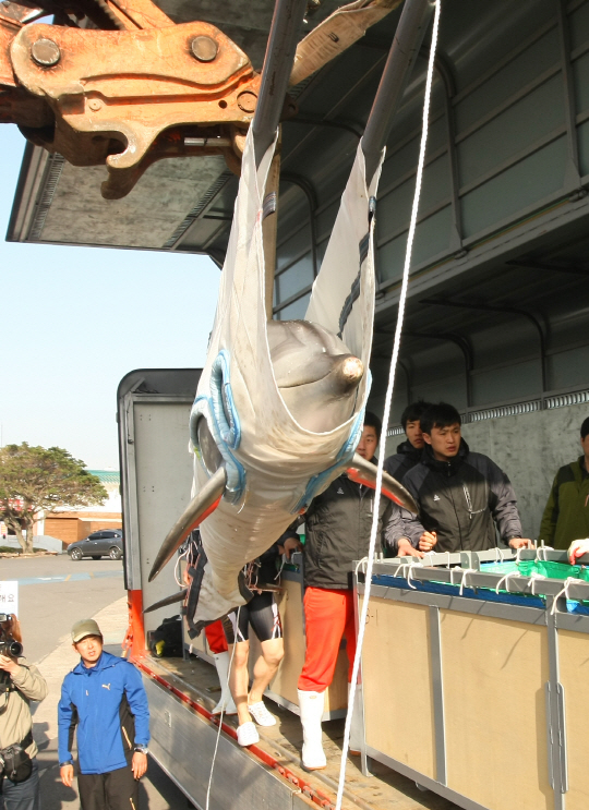  제주 '몰수 돌고래' 이제 고향 바다로                                                                                                                                                    