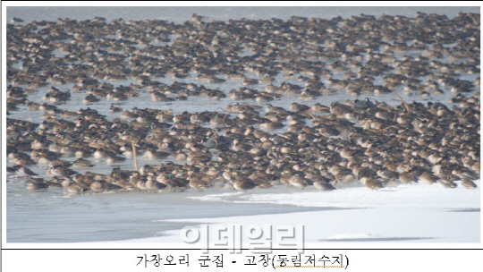 새만금에는 멸종위기Ⅰ급 검독수리가 산다