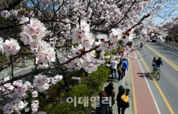 벚꽃 축제, 4월 동안 전국 42곳서 나들이객 유혹