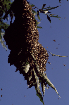 초대형 벌집 발견, 6만 마리 꿀벌이 길이 3.5m 벌집에...누리꾼들 '화들짝'