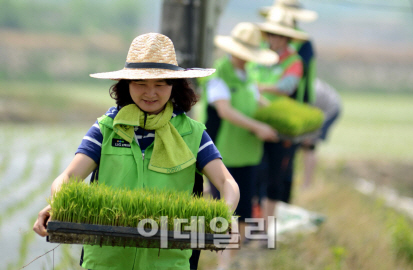 LIG손보, 모내기 농촌 봉사활동