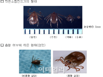 진드기 의심환자 사망, 충북서 병원 이송 직후 숨져                                                                                                                                                        