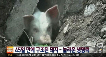 중국 지진 매몰 돼지 발견, 45일만 극적생존 불구 도살장으로?