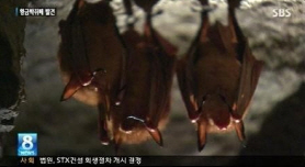 황금박쥐 발견, 충북 진천서 6년째 집단서식 확인돼