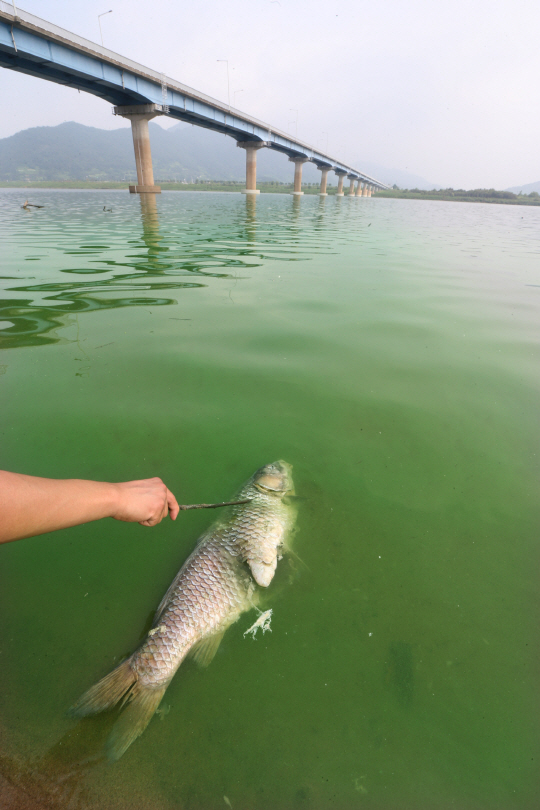 [포토] 낙동강 녹색 페인트 물 속에서 폐사한 물고기