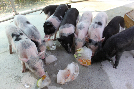[포토] 미니 돼지들 시원한 여름나기