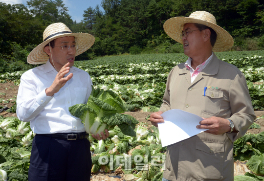 추경호 차관 "배추값 안정 위해 정부 비축분 방출"