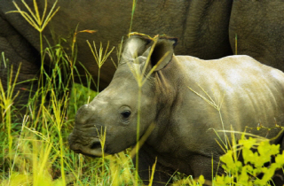 인형 같은 아기 코뿔소, 5000마리 멸종위기종 美서 출생