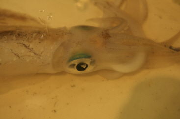 희귀 심해 오징어 동영상, 美서부 향토 생물의 촉수 특이