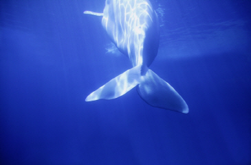 흰고래 미갈루 포착, 1991년 이후 50번밖에 없는 광경
