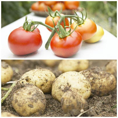 토마토 줄기에 감자 뿌리 식물 '톰테이토', 英서 첫 시판 '세계적 쾌거'