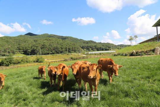 고소한 한우 맛보러 '횡성'으로 오세요