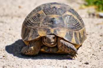멸종위기 바다 동물, 中서 8만~87만원에 거래 '파문'