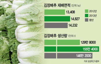 배추 풍작..김장철 가격폭락 우려
