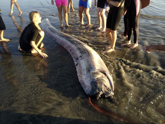 美 해변에 올라온 '거인 산갈치'의 정체는?…4.2m짜리 암컷은 엄청난 알도 품어