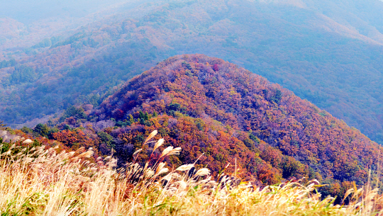 [포토] 단풍 곱게 물든 유명산