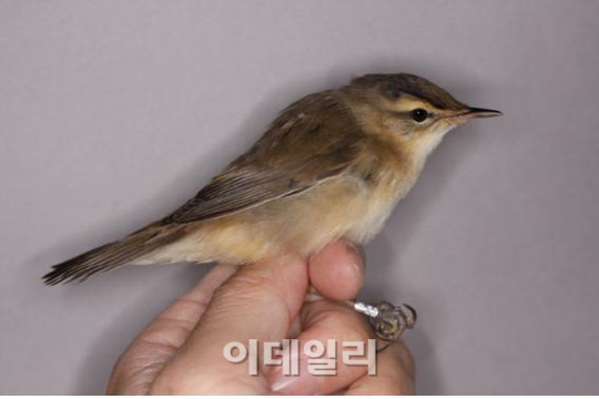 가락지 낀 철새 '쇠개개비'..15일간 772km날아 흑산도에