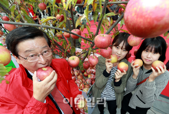 [포토]2013 서울시민과 함께하는 청송사과 페스티벌