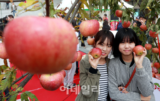 [포토]청송사과 맛보세요!