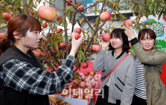 [포토]청송사과 맛있어요~