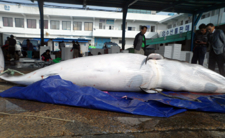 밍크고래의 크기 '최대 10.7m-14톤'...가격도 중형차 한 대값