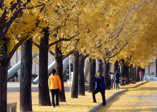 [포토] 가을 낙엽 수북한 대학 캠퍼스