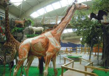 '동물의 신비'전 "살아있는 듯한 동물 표본 보러 오세요"