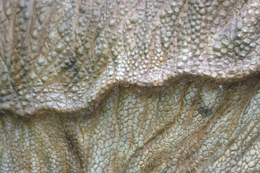 1억년 전 갑옷 공룡 화석, 美 유타대 연구진에 의해 발견 '쾌거'