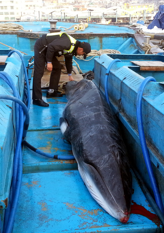 [포토] 동해 망상해변 앞 해상서 밍크고래 혼획